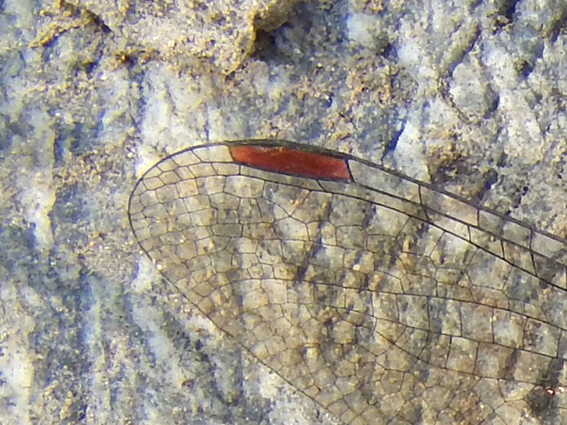 Sympetrum  cfr. sanguineum, femmina